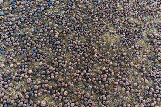 chu&ntilde;o production: potatoes laid out on the grass in the Andes Mountains outdoors to freeze and turn into chu&ntilde;o