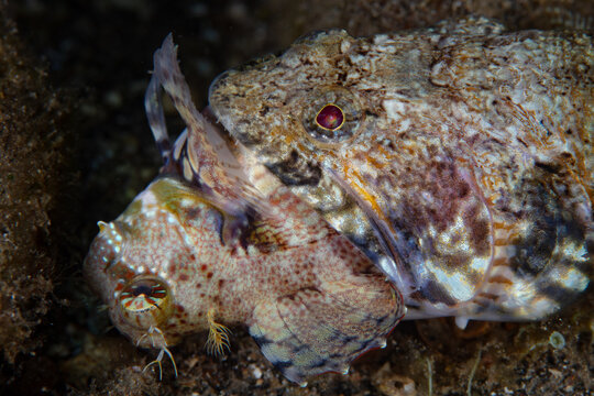 A voracious lizardfish feeds on an unlucky blenny on a reef in Indonesia. Lizardfish are common ambush predators throughout the Indo-Pacific.