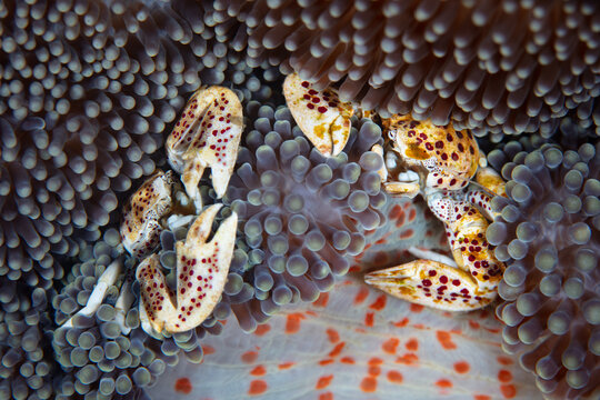 A pair of Porcelain crabs, Neopetrolisthes maculatus, snuggle amongst the tentacles of their host anemone on a reef in Indonesia. This is a mutualistic symbiosis between crabs and anemone.