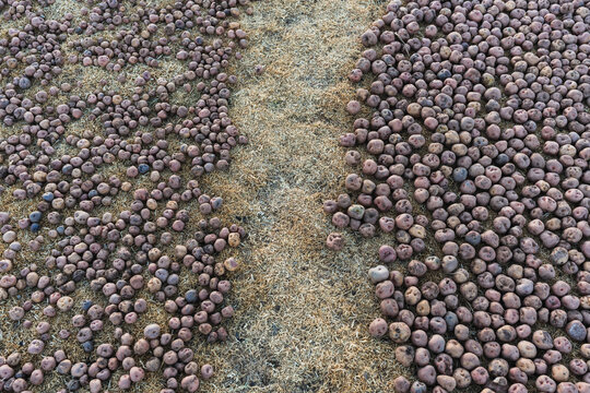 chu&ntilde;o production: potatoes laid out on the grass in the Andes Mountains outdoors to freeze and turn into chu&ntilde;o