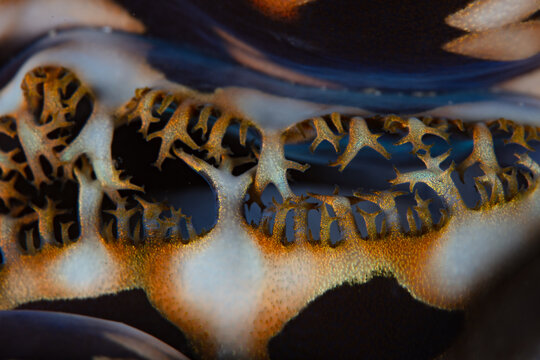 Detail of the siphon of a giant clam, Tridacna derasa, growing on a coral reef in Indonesia. 