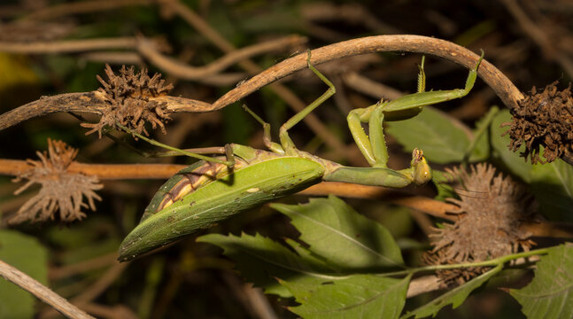 The European mantis (Mantis religiosa).A green female insect, in dense vegetation, is preparing to lay eggs.