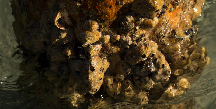 Tetraclita squamosa - Thatched barnacle. Balanus (Balanomorpha) is a genus of barnacles in the family Balanidae of the subphylum Crustacea.