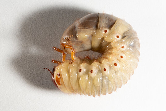 European rhinoceros beetle (Oryctes nasicornis) is a large flying beetle belonging to the subfamily Dynastinae. The insect larva is located on a white background before pupation.
