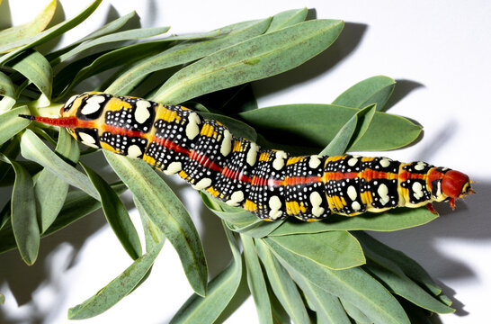 Hyles euphorbiae, the spurge hawk-moth, is a European moth of the family Sphingidae. The caterpillar eats the leaves of the Euphorbia virgata.