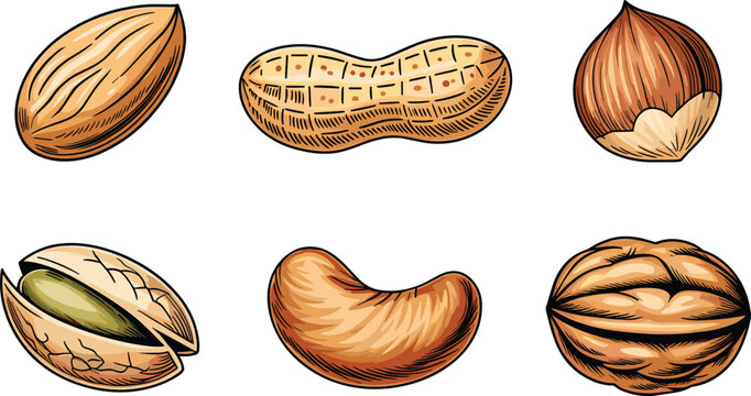 Nut vector collection featuring hand drawn almond peanut hazelnut pistachio cashew and walnut sketches with text labels for educational infographics.
