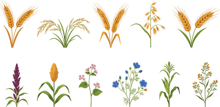Cereal grains illustration set featuring wheat rice barley oat rye quinoa sorghum buckwheat linum corn and proso plants for agricultural farming education.