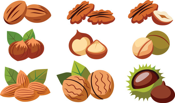 Nut vector collection featuring pecans hazelnuts almonds walnuts macadamias and chestnuts with green leaves for organic snack packaging and superfood branding.