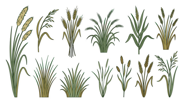 Premium wild grass botanical collection with 12 unique natural meadow elements clipart set