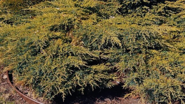 Close-up Cossack juniper with buds, sunlit aerial perspective showing dense textured foliage and golden highlights, summer park