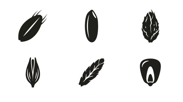 Flat vector icon set featuring six grain seeds: wheat grain, rice grain, barley grain, oat grain, rye grain, corn kernel