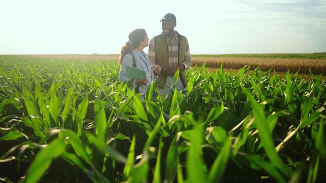 Farmer discussing field conditions with a crop advisor in a green corn field, showing agricultural consulting, plant health and modern farming support.