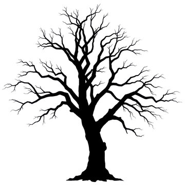 pure black silhouette of a gnarled, bare oak tree with twisting branches on a stark white background, minimalist horror vector illustration concept for halloween
