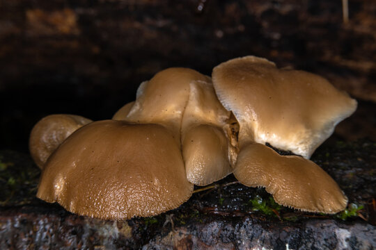 Rustgill Fungi on Camano Island, WA