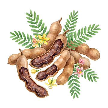 Fresh tamarind pods with leaves and flowers watercolor illustration.