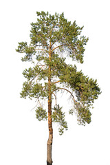 Large tall pine tree cutout on transparent background for architectural visualization. Green Scots pine with asymmetrical crown, orange-yellow trunk and branches in warm sunset light. © Sergei