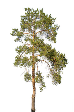 Large tall pine tree cutout on transparent background for architectural visualization. Green Scots pine with asymmetrical crown, orange-yellow trunk and branches in warm sunset light.