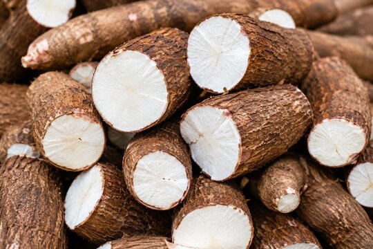 Fresh cassava roots cut into pieces stacked for harvest display