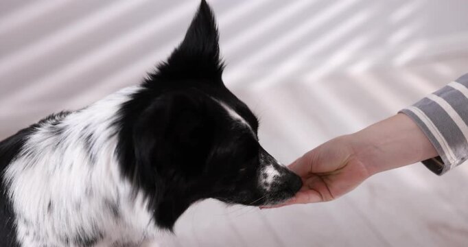 Woman giving pill to her dog at home, closeup