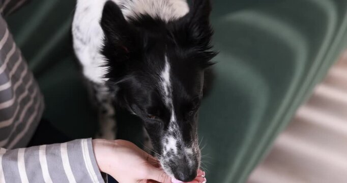 Woman giving pill to her dog at home, closeup