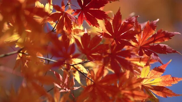 Autumn leaves in warm sunlight. Japanese maple with vivid foliage. Backlit autumn colors with bokeh. Colorful leaves on tree branches.