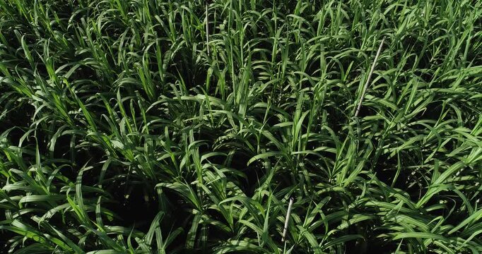Sugarcane field with plants growing
