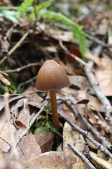 mushroom in the forest © Darling