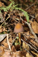 mushroom in the forest of costa rica © Darling