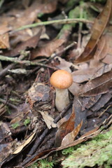 orange mushroom in the forest © Darling