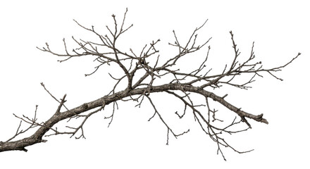 Fototapeta premium Barren tree branch extends against a white background