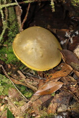 big yellow mushroom in the forest © Darling