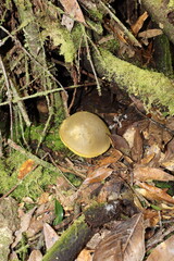 big yelllow mushroom in the forest © Darling