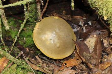 big yellow mushroom in the forest © Darling