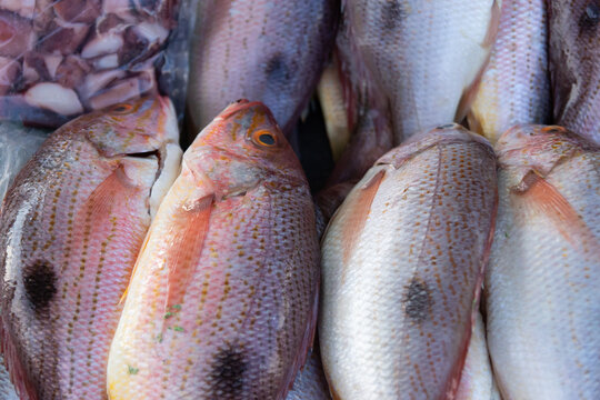 Fresh Red Snapper on Ice at Seafood Market, seafood concept