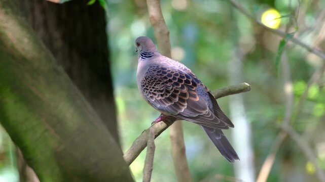 Side profile of an Oriental Turtle Dove with scaly patterned plumage perched on a tree branch in a lush green woodland environment
