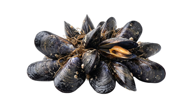 Fresh raw blue mussels arranged in a cluster showing shiny dark shells on white background
