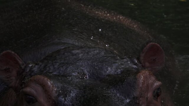 close up of both eyes of the hippo, ears are also visible, the hippo is soaking in water 1
