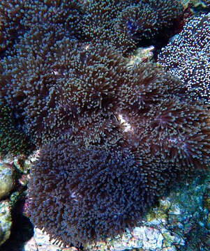 Underwater photo of anemone at a coral reef. From a scuba dive in the Andaman Sea in Thailand.