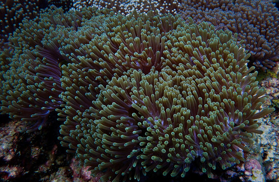 Underwater photo of anemone at a coral reef. From a scuba dive in the Andaman Sea in Thailand.