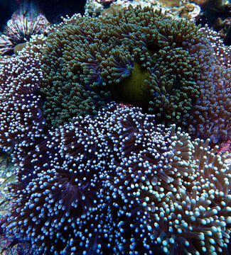 Underwater photo of anemone at a coral reef. From a scuba dive in the Andaman Sea in Thailand.