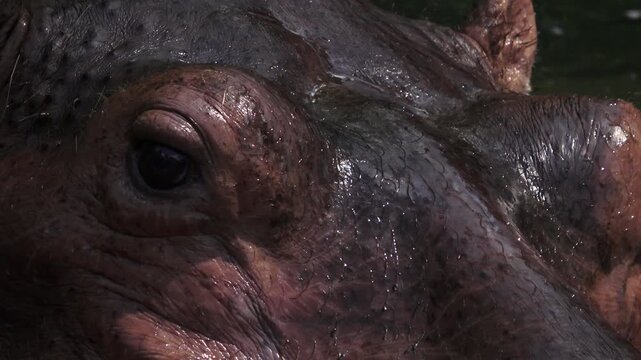 close up of both eyes of the hippo, ears are also visible, the hippo is soaking in water 2
