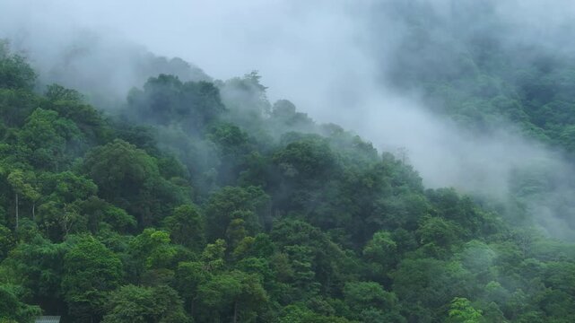Dense tropical rainforest blankets mountain slopes in Costa Rica as white mist and fog drift through lush green canopy. Humid jungle atmosphere with layered trees creates mysterious mood.