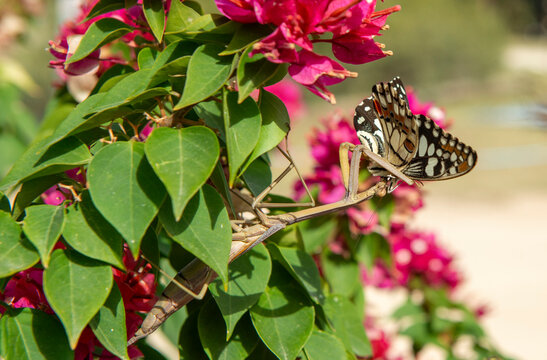 Preying mantis feeding on a lime butterfly.