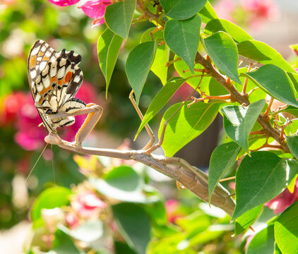 Preying mantis feeding on a lime butterfly.