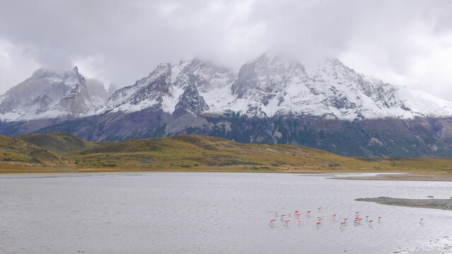a wide shot of a chilean flamingo flock feeding at laguna de los cisnes with snow covered mountains in the background at torres del paine national park of patagonia, chile
