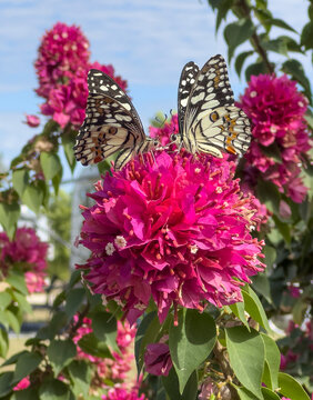 Lime butterfly feeding on a red bougainvillea