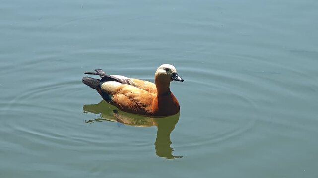 The beautiful ruddy shelduck with orange feathers and a white head swims gracefully on the calm green water surface