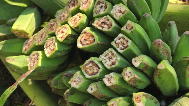 Bananas are affected by Blood Disease, a disease of the banana tree caused by the bacteria Ralstonia syzygii subsp. celebesensis. The bananas are damaged.