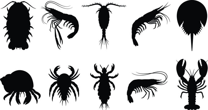 Marine Crustacean Silhouette Vector Set Featuring Lobster Shrimp Crab Horseshoe Crab and Copepod Collection