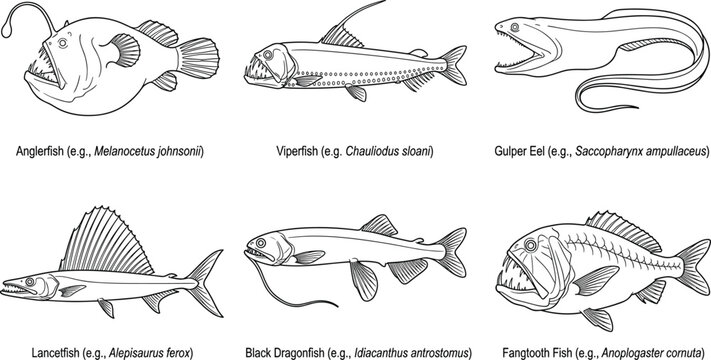 Deep Sea Fish Vector Illustration Set Featuring Anglerfish Viperfish Gulper Eel and Other Ocean Species